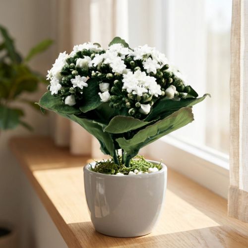 Artificial Kalanchoe Flaming Käthchen White 24cm | Floristik24.co.uk