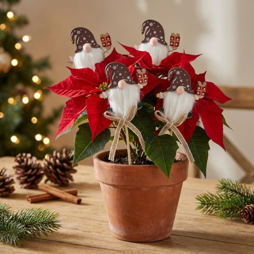 Flower stick Christmas gnome gift 6x7cm 12 pcs | Floristik24.co.uk