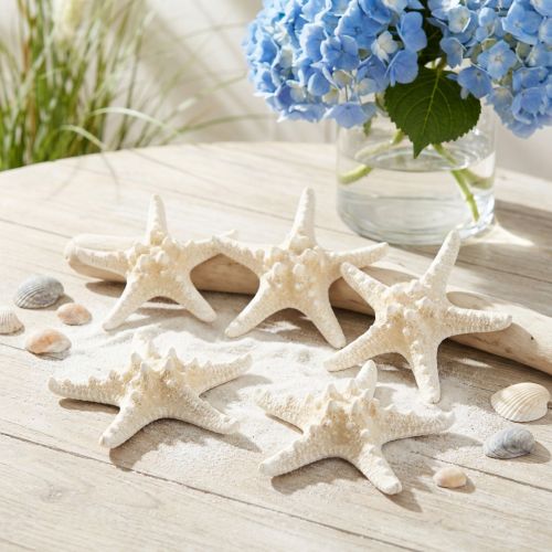 Decorative starfish large dried white knobbed starfish 19-26cm 5 pcs | Floristik24.co.uk