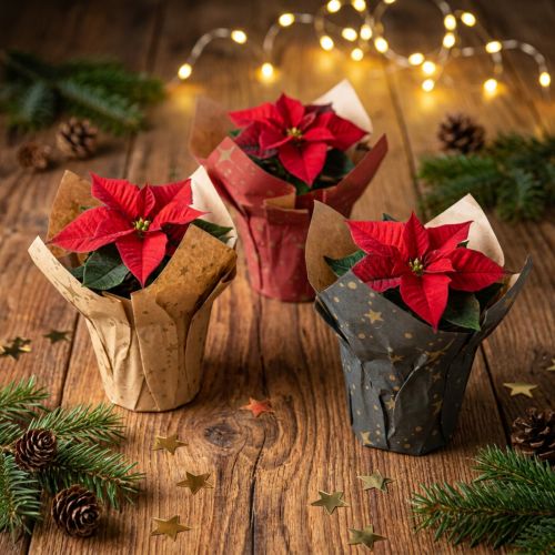Planter Paper Stars Red/Anthracite/Natural Ø4.5cm H6cm 9 pcs | Floristik24.co.uk
