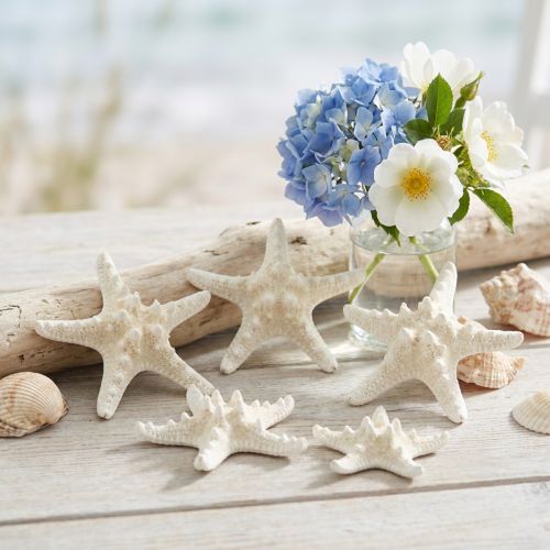 White Starfish Decoration, Dried Starfish for Crafting 7-11cm 15pcs | Floristik24.co.uk