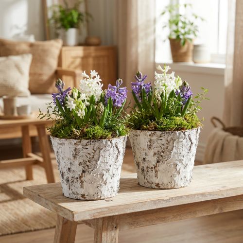 Decorative pot birch whitened plant pot Ø18cm H15cm 2pcs | Floristik24.co.uk
