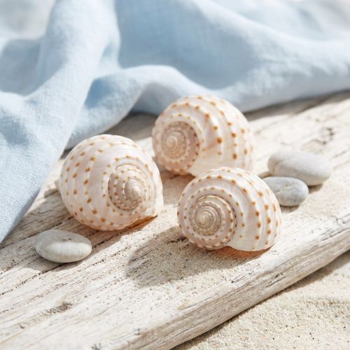 Mussel Tonna Tessalata 7 pcs | Floristik24.co.uk