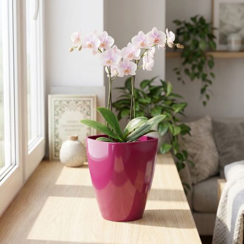 Orchid pot glossy Ø12.5cm cherry 1 pc | Floristik24.co.uk
