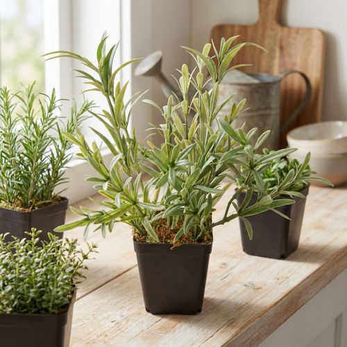 Sage in Pot Salvia