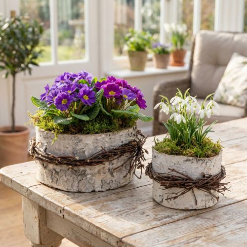 Planter wood birch wood birch pot white Ø11/16cm set of 2 | Floristik24.co.uk