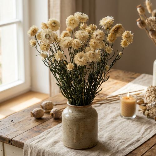 Dry décor Strawflower cream Helichrysum dried 50cm 30g | Floristik24.co.uk