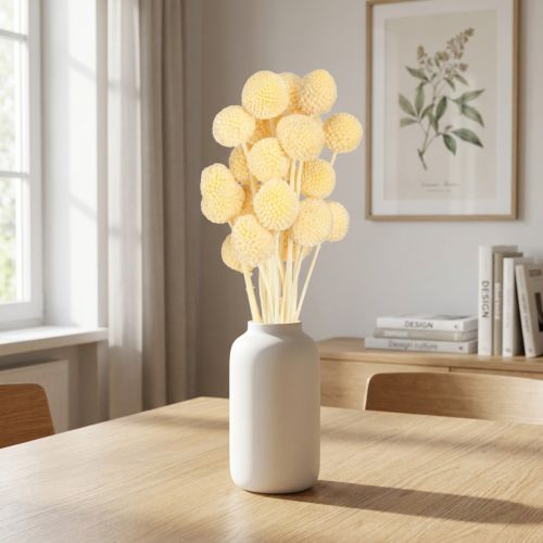 Craspedia Dried Flowers Cream Decoration 20 pcs 50-55cm | Floristik24.co.uk