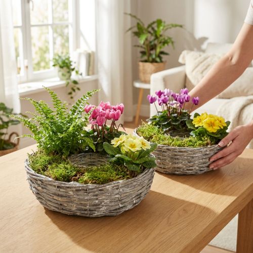 White Washed Willow Plant Bowl Set Ø25/30cm for Indoor Plants | Floristik24.co.uk