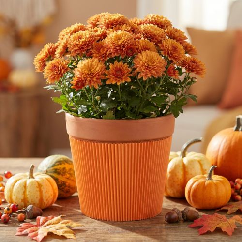 Pleated cuffs for flower pots orange 14.5cm 100 pcs | Floristik24.co.uk