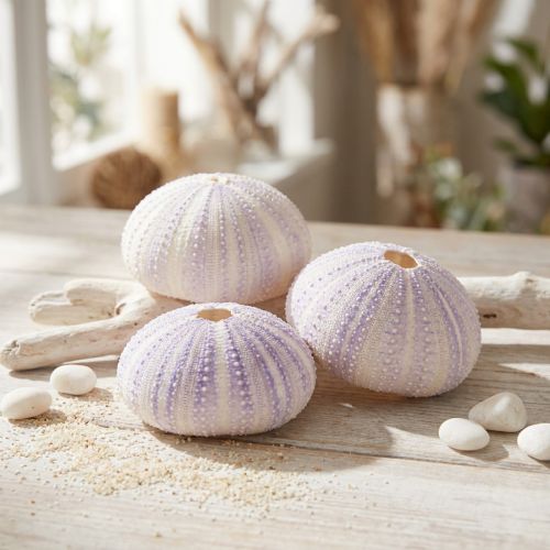 Product Sea urchin shell in white-violet Ø4-6cm 12 pcs