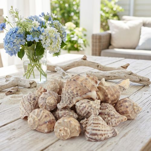 Snail shells decorative sea snails brown cream 4-6cm 300g | Floristik24.co.uk