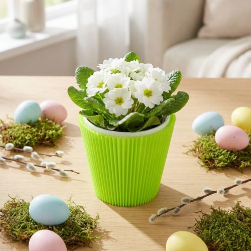 Pleated cuffs light green 10.5cm 100 pcs | Floristik24.co.uk