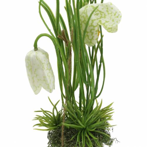 Floristik24 Fritilaria in the egg shell for hanging artificially green, white 25cm