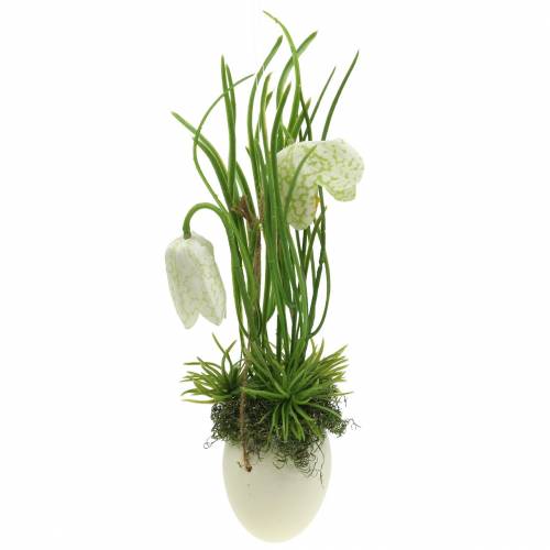 Floristik24 Fritilaria in the egg shell for hanging artificially green, white 25cm