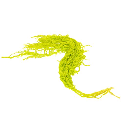 Product Foxtail dried flowers, dyed, for special home decor and unique accents, 100cm, 5 pieces