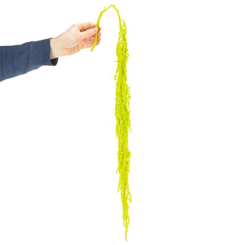 Product Foxtail dried flowers, dyed, for special home decor and unique accents, 100cm, 5 pieces