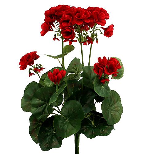 Floristik24 Geranium bush red 36cm