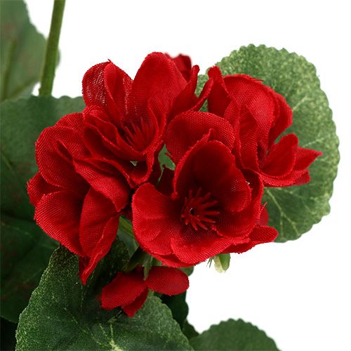 Product Geranium bush red 36cm