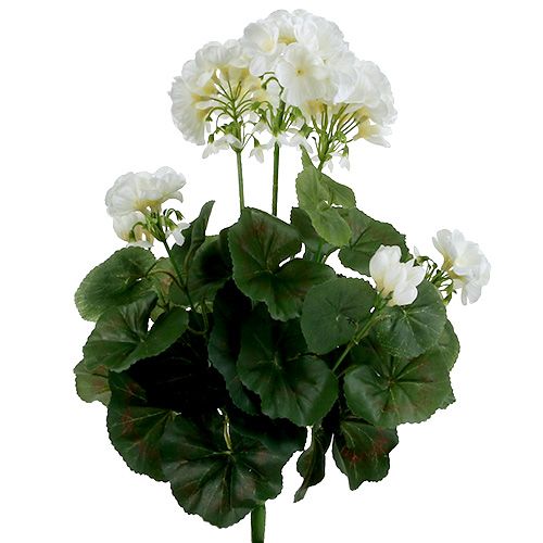 Floristik24 Geranium bush white 38cm