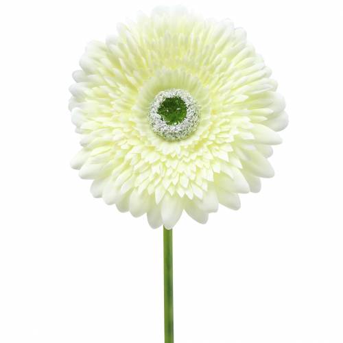 Floristik24 Gerbera artificial white 62cm 6 pcs