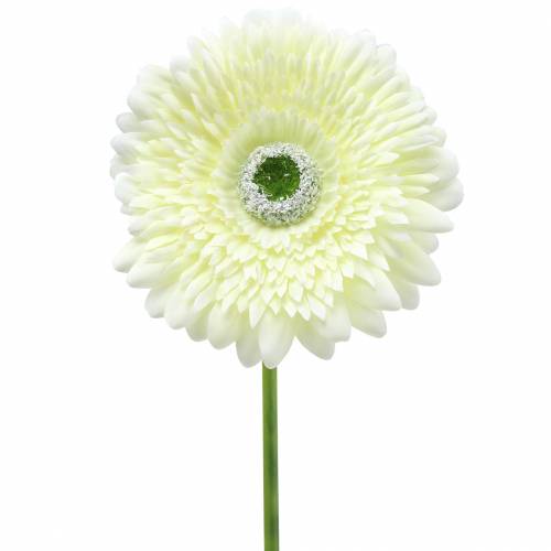 Floristik24 Gerbera artificial white 62cm 6pcs