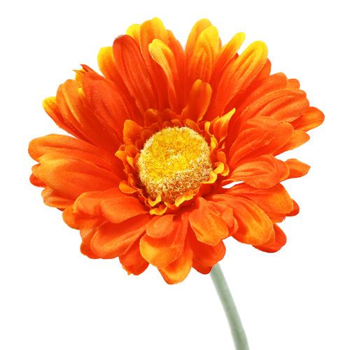 Floristik24 Gerbera Orange Ø10cm L55cm 6pcs