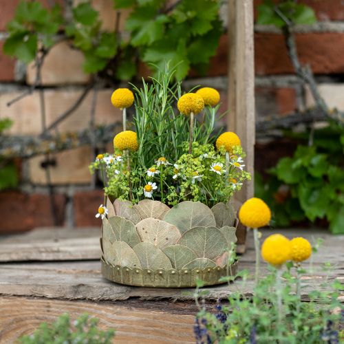 Product Dried Leaves Decoration Moneta Dry Floristry Natural 200g