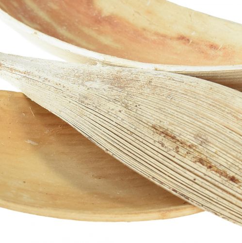 Product Coconut shells coconut leaves bleached 22-42cm 25 pcs