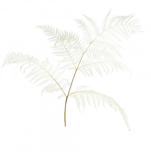 Dried fern decoration bleached Bracken fern H75cm 10 pcs