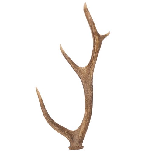 Kunst Antler Decor Rustic Polyresin Brown 50cm buy online | Floristik24.co.uk
