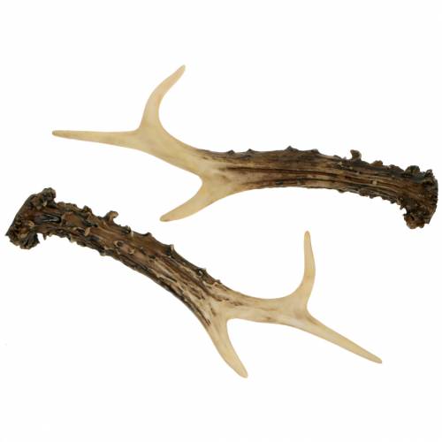 Floristik24 Deco antler country house decoration table decoration 23cm 2pcs