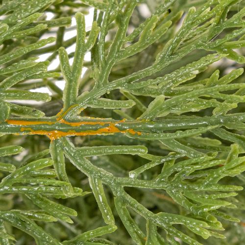 Artificial Pine Garland 200cm Green for Indoor Decoration

```html
<h2>Artificial Pine Garland for Christmas Decoration</h2>

<p>
This artificial pine garland in green with a length of 200 cm is a versatile addition to your seasonal decorations. Made from | Floristik24.co.uk