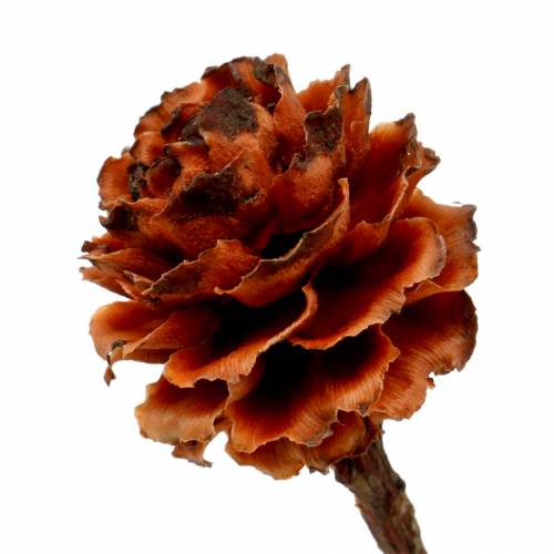 Product Glabrum II (1) 25 pcs