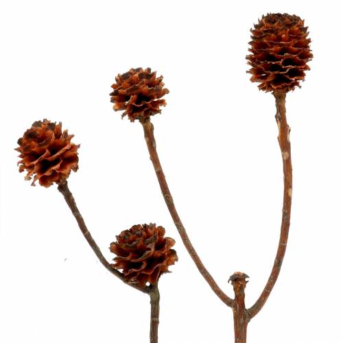 Product Glabrum II (1) 25 pcs