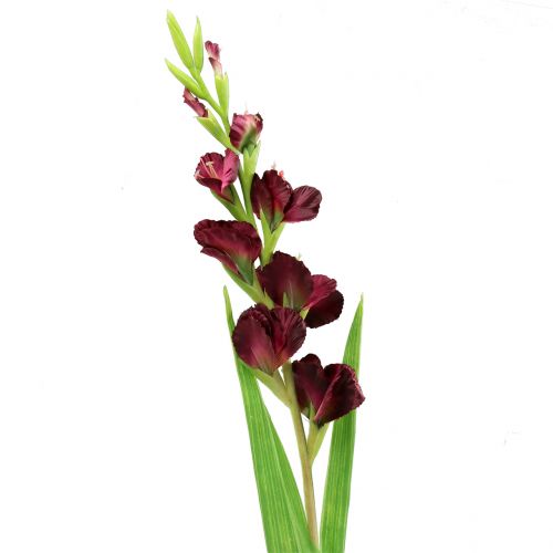 Floristik24 Gladiolus Real-Touch Bordeaux 93cm