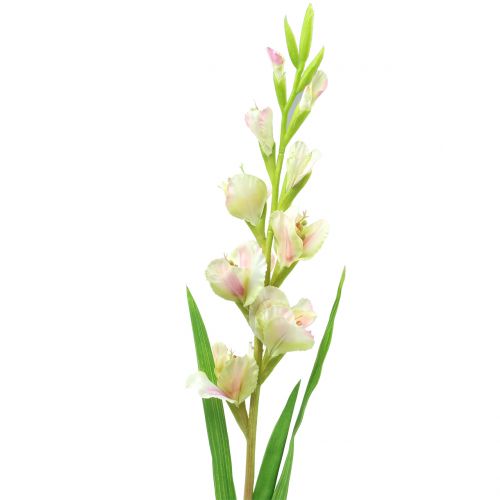 Floristik24 Gladiolus White 93cm