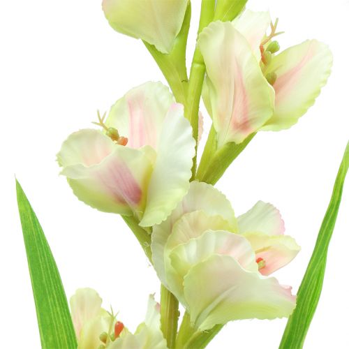 Floristik24 Gladiolus White 93cm
