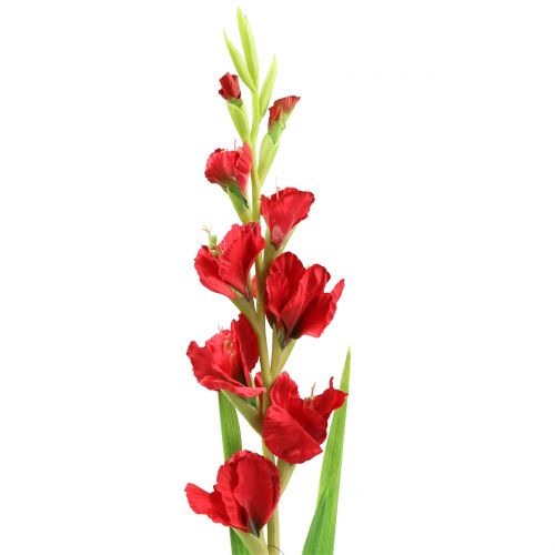 Floristik24 Gladiolus Red 93cm