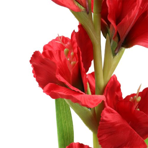 Product Gladiolus Red 93cm