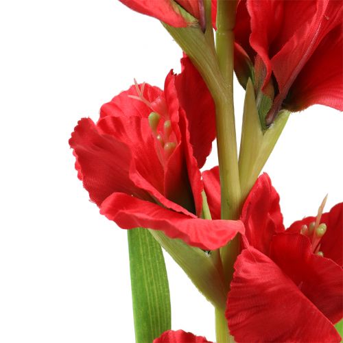 Floristik24 Gladiolus Red 93cm