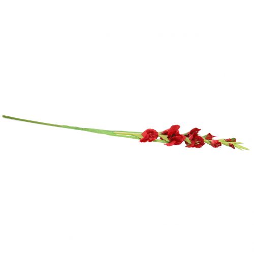 Floristik24 Gladiolus Red 93cm