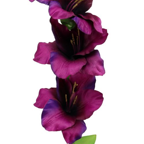 Product Gladiolus dark purple 86cm