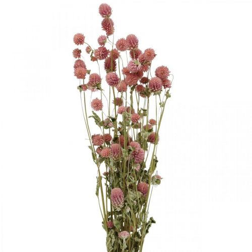 Floristik24 Ball Amaranth, Gomphrena Globosa, Summer Flower, Dry Flower Pink L49cm 50g