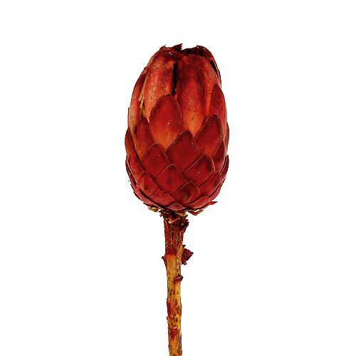 Floristik24 Grandiceps red 25 pcs