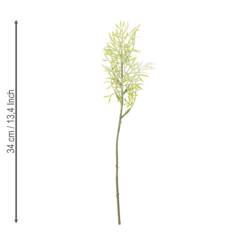 Product Ornamental asparagus branch, natural addition to flower bouquets, 34cm, 7 pieces