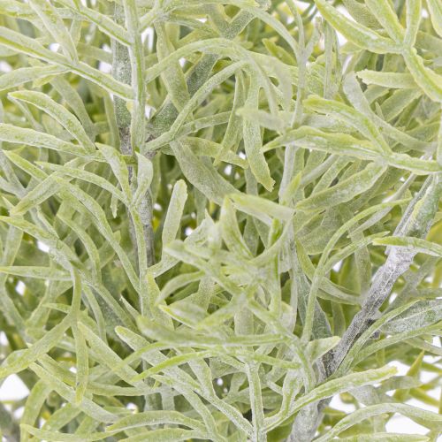 Product Ornamental asparagus branch, natural addition to flower bouquets, 34cm, 7 pieces