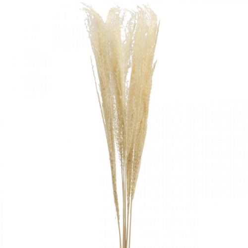 Floristik24 Dried Deco Grass Natural ornamental grass dry decoration 6 stems