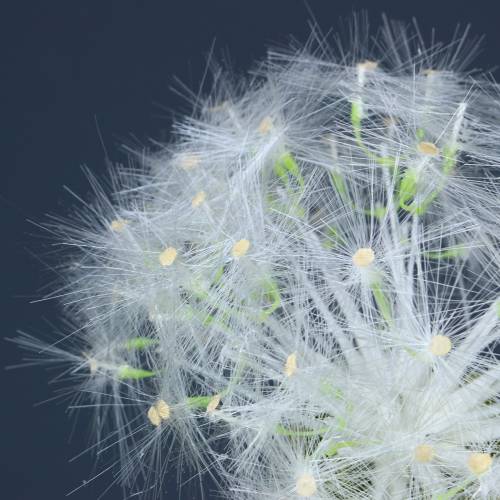 Floristik24 Deco blowball 100cm