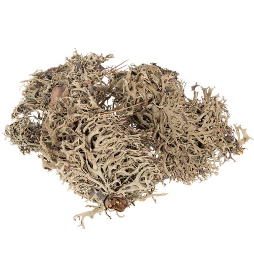 Natural Grey Moss for Crafting and Home Decoration 500g buy online | Floristik24.co.uk